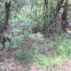 Prostanthera lasianthos at Mongarlowe, NSW - 21 Jan 2023