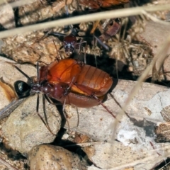 Sericesthis sp. (genus) (A cockchafer) at Wodonga - 20 Jan 2023 by KylieWaldon