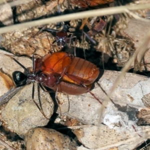 Sericesthis sp. (genus) at Wodonga, VIC - 21 Jan 2023