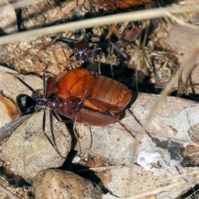 Sericesthis sp. (genus) (A cockchafer) at Wodonga - 20 Jan 2023 by KylieWaldon