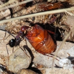 Sericesthis sp. (genus) at Wodonga, VIC - 21 Jan 2023