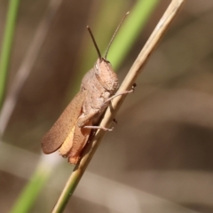 Goniaea australasiae (Gumleaf grasshopper) at Wodonga - 20 Jan 2023 by KylieWaldon