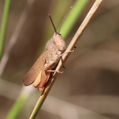 Goniaea australasiae (Gumleaf grasshopper) at WREN Reserves - 20 Jan 2023 by KylieWaldon