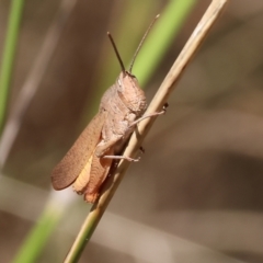 Goniaea australasiae (Gumleaf grasshopper) at Wodonga, VIC - 20 Jan 2023 by KylieWaldon