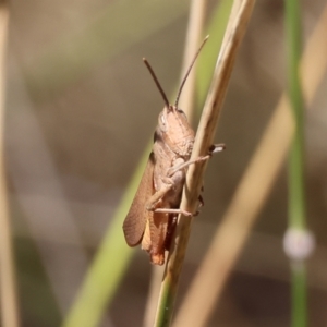 Goniaea australasiae at Wodonga, VIC - 21 Jan 2023