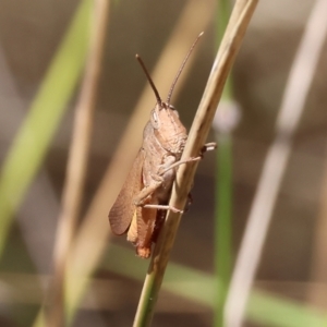 Goniaea australasiae at Wodonga, VIC - 21 Jan 2023