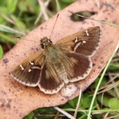 Toxidia parvula (Banded Grass-skipper) at Mongarlowe, NSW - 21 Jan 2023 by LisaH