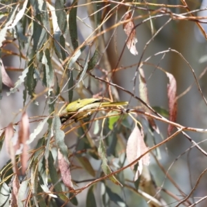 Nesoptilotis leucotis at Rendezvous Creek, ACT - 21 Jan 2023