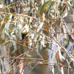 Nesoptilotis leucotis at Rendezvous Creek, ACT - 21 Jan 2023