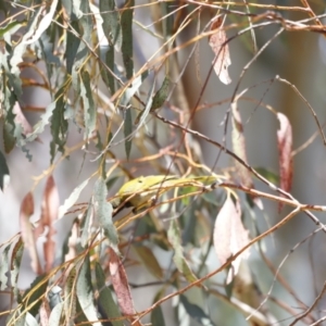 Nesoptilotis leucotis at Rendezvous Creek, ACT - 21 Jan 2023