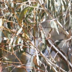 Nesoptilotis leucotis at Rendezvous Creek, ACT - 21 Jan 2023