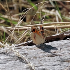 Junonia villida (Meadow Argus) at Wodonga, VIC - 21 Jan 2023 by KylieWaldon