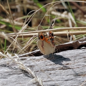 Junonia villida at Wodonga, VIC - 21 Jan 2023