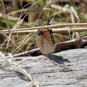 Junonia villida at Wodonga, VIC - 21 Jan 2023 10:22 AM