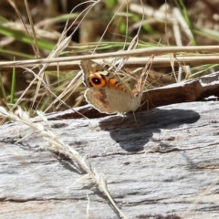 Junonia villida at Wodonga, VIC - 21 Jan 2023 10:22 AM