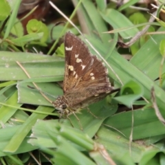 Pasma tasmanica (Two-spotted Grass-skipper) at Mongarlowe River - 21 Jan 2023 by LisaH