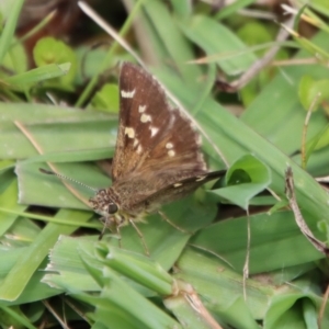 Pasma tasmanica at Mongarlowe, NSW - 21 Jan 2023