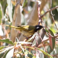 Nesoptilotis leucotis (White-eared Honeyeater) at Namadgi National Park - 21 Jan 2023 by JimL