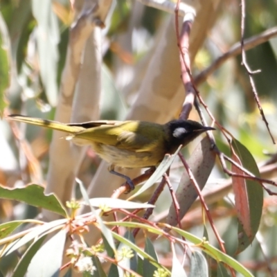 Nesoptilotis leucotis (White-eared Honeyeater) at Rendezvous Creek, ACT - 21 Jan 2023 by JimL