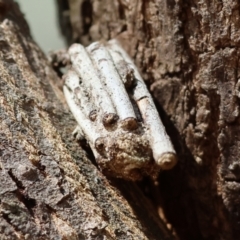 Clania ignobilis (Faggot Case Moth) at WREN Reserves - 20 Jan 2023 by KylieWaldon