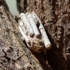 Clania ignobilis (Faggot Case Moth) at Wodonga, VIC - 20 Jan 2023 by KylieWaldon
