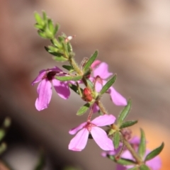 Tetratheca thymifolia (Black-eyed Susan) at Budawang, NSW - 21 Jan 2023 by LisaH