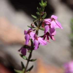 Tetratheca thymifolia at Budawang, NSW - 21 Jan 2023