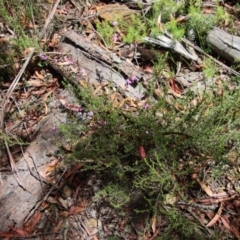 Tetratheca thymifolia at Budawang, NSW - 21 Jan 2023 02:43 PM