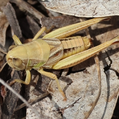 Praxibulus sp. (genus) (A grasshopper) at Wodonga, VIC - 21 Jan 2023 by KylieWaldon