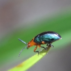 Lamprolina sp01 (Lamprolina discoidalis or Unidentified) at Budawang, NSW - 21 Jan 2023 by LisaH