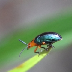 Lamprolina (genus) (Pittosporum leaf beetle) at Budawang, NSW - 21 Jan 2023 by LisaH