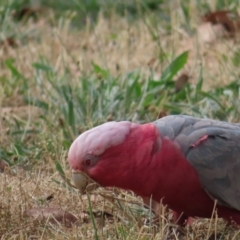 Eolophus roseicapilla (Galah) at Lake Burley Griffin Central/East - 21 Jan 2023 by MatthewFrawley