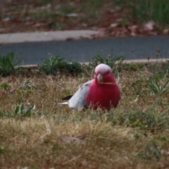 Eolophus roseicapilla at Barton, ACT - 21 Jan 2023