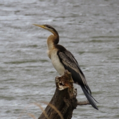 Anhinga novaehollandiae (Australasian Darter) at Barton, ACT - 21 Jan 2023 by MatthewFrawley