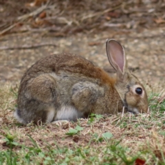Oryctolagus cuniculus (European Rabbit) at Lake Burley Griffin Central/East - 21 Jan 2023 by MatthewFrawley