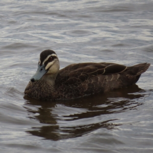 Anas superciliosa at Barton, ACT - 21 Jan 2023