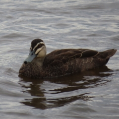 Anas superciliosa (Pacific Black Duck) at Barton, ACT - 21 Jan 2023 by MatthewFrawley