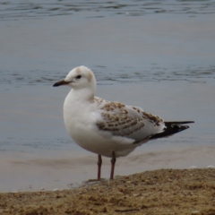 Chroicocephalus novaehollandiae (Silver Gull) at Lake Burley Griffin Central/East - 21 Jan 2023 by MatthewFrawley