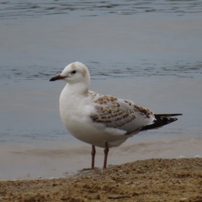 Chroicocephalus novaehollandiae (Silver Gull) at Barton, ACT - 21 Jan 2023 by MatthewFrawley