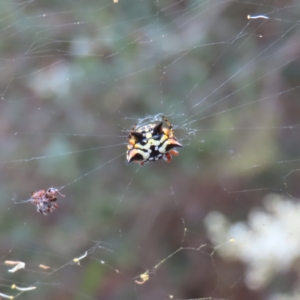 Austracantha minax at Barton, ACT - 21 Jan 2023 06:53 PM