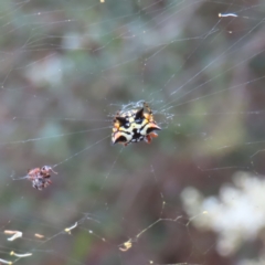 Austracantha minax (Christmas Spider, Jewel Spider) at Barton, ACT - 21 Jan 2023 by MatthewFrawley