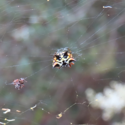 Austracantha minax (Christmas Spider, Jewel Spider) at Lake Burley Griffin Central/East - 21 Jan 2023 by MatthewFrawley
