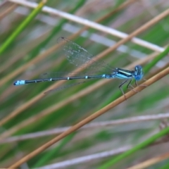 Austroagrion watsoni (Eastern Billabongfly) at Barton, ACT - 21 Jan 2023 by MatthewFrawley