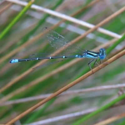 Austroagrion watsoni (Eastern Billabongfly) at Mount Ainslie to Black Mountain - 21 Jan 2023 by MatthewFrawley