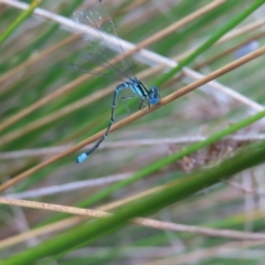 Austroagrion watsoni at Barton, ACT - 21 Jan 2023 06:54 PM