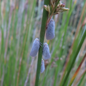 Anzora unicolor at Barton, ACT - 21 Jan 2023