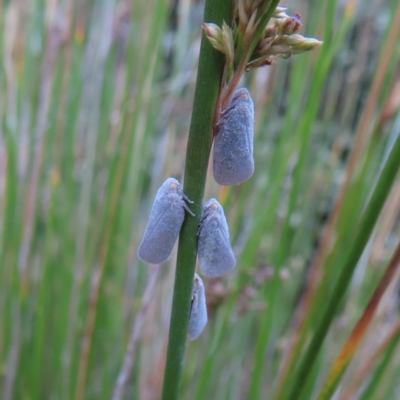 Anzora unicolor (Grey Planthopper) at Lake Burley Griffin Central/East - 21 Jan 2023 by MatthewFrawley