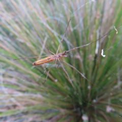 Tetragnatha sp. (genus) (Long-jawed spider) at Barton, ACT - 21 Jan 2023 by MatthewFrawley
