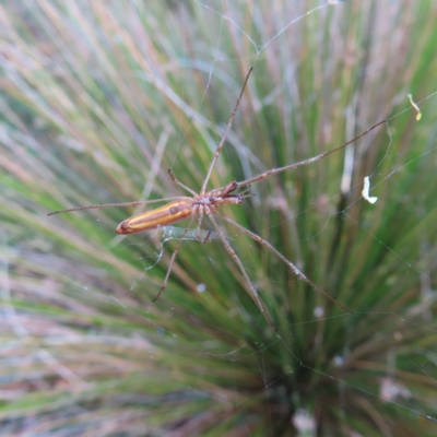 Tetragnatha sp. (genus) (Long-jawed spider) at Lake Burley Griffin Central/East - 21 Jan 2023 by MatthewFrawley