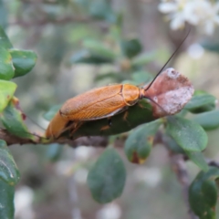 Ellipsidion humerale (Common Ellipsidion) at Barton, ACT - 21 Jan 2023 by MatthewFrawley